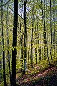 Parco delle Foreste Casentinesi.